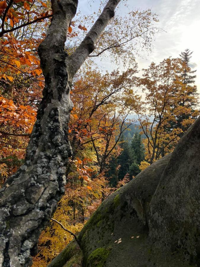 ホテル Glamping Pod Gwiazdami Pietrusza Wola エクステリア 写真